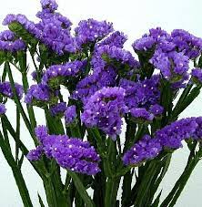 Lavender (lavandula angustifolia) lavender is undoubtedly one of the most well known of flowers and its soft purple flowers are often highly sought after. Purple Statice Great For Drying Also Wedding Flowers Wedding Flowers Greenery Purple Flowers Garden