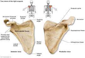 The Skeletal System Human Anatomy And Physiology Anatomy Scapula