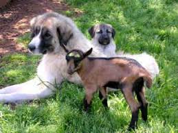Anatolian Shepherd Dog Turkish Lion Kangal Turkish Mastif