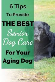 6 Tips To Provide The Best Senior Dog Care For Your Aging Dog Tutor Your Dog 6 Tips To Provide The Best Senior Dog Ca Senior Dogs Care Dog Care Senior Dog