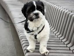 The shih tzu experienced another setback due to world war ii, but breeding picked up again during the 1950s and 60s. All The Things You Should Know About The Shih Tzu Mixes K9 Web