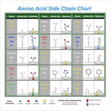 Sample Amino Acid Chart 16 Free Documents Download In
