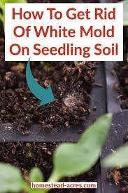 How To Get Rid Of White Mold On Seed Starting Soil Seed Starting Soil Seedlings Indoors Growing Seedlings