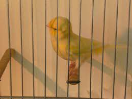 National norwich plainhead canary club. Australian Plainhead Wikipedia