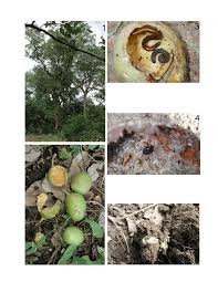 Image result for Cordyla