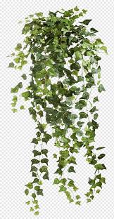 On wallpaperset you can find only the best hd wallpapers and background pictures. Pokok Anggur Anggur Daun Anggur Tanaman Merambat Png Pngwing
