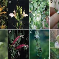 Image result for Justicia asystasioides