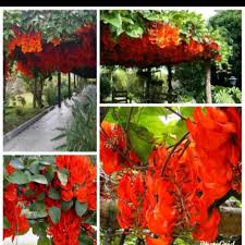 Jual pohon pule di kembangan jakarta barat jual aneka bibit pohon dan tanaman hias. Harga Bibit Tanaman Hias Terbaik Taman Perlengkapan Rumah Agustus 2021 Shopee Indonesia