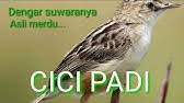 Suara khas burung cici padi merah atau ciplukan atau shalome ataupun cici meong yg cocok buat pemikat ataupun masteran. Kicau Burung Cici Padi Gacor Cocok Untuk Suara Pikat Dan Masteran Youtube