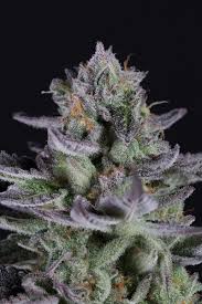 Star star star star star_border 2 comentarios og kush cbd. Blueberry Cookies Buy Blueberry Cookies Feminized Cannabis Seeds