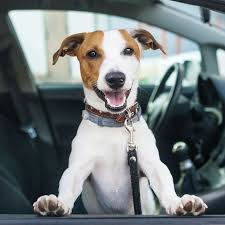 We offer a competitive compensation, health & dental benefits, outstanding medical and pet supply discounts and an exciting work environment! Pet Dental Care Surgery Veterinary Dentist In Los Angeles