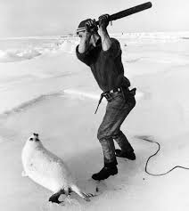 Commercial Slaughter Of Baby Seals Set To End After Ban On Sale Of Skins Mirror Online