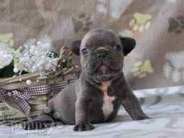 Write us on whatsapp for instant info about the available puppies: French Bulldog For Sale French Bulldog Puppies