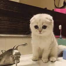 robart consulting ltd scottish fold kittens cat and dog memes cute cats and kittens