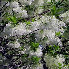 Image result for Chionanthus