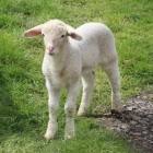 Krabbel kunst tekeningen schattige tekeningen schetsen hipster tekeningen dingen om te tekenen coole tekeningen tatoeage tekeningen kawaii tekeningen tekeningen van meisjes. Schapen Geboorte Van Een Lam Of Lammeren Dier En Natuur Dieren