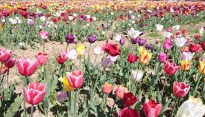 blumen selber pflucken in der schweiz die reichhaltigsten felder in der grossen ubersicht