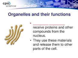 Draw schematically the structure and function of the following organelles: Chapter Seven Cell Structure And Function Ppt Download