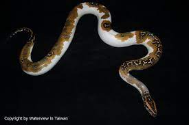 Reptilefacts Piebald Burmese Python It Is A Wild Caught Animal And So It Is Not Yet Know What The Genetics Are Behind Snake Lovers Burmese Python Burmese