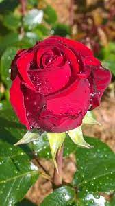 Pin By Teresa Mercado On Flowers Beautiful Roses Rose Beautiful Flowers