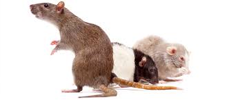 At your preference, our technicians are providing interior services once again, while continuing to wear face masks and practice social distancing. Rodent Control Stride Pest Control