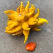 Image result for Acanthosicyos naudinianus