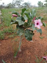 Image result for Adenium boehmianum