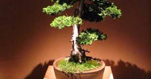 Bonsai Serut Mame Blogger Bonsai