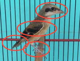 Cara Mudah Membedakan Cendet Anakan Jantan Betina Pamankicau