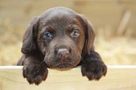 We sell on a limited registration only. Michigan Chocolate Lab Puppy