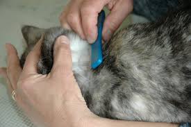 Sometimes any excess solution can be applied to a second. How To Apply Flea Treatment To Your Cat Friends With Tales