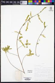 Image result for Phyllanthus boehmii