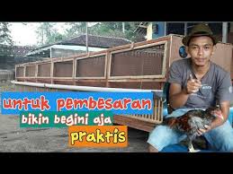 Rekomendasi Kandang Pembesaran Anak Ayam Praktis Youtube Kandang Ayam Besar Ayam Membesarkan Anak