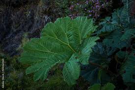 Image result for Myrothamnaceae