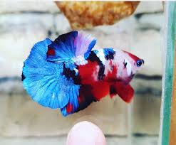 Tentu nya harga cupang yang satu ini sedikit lebih. Multicolor Koi Galaxy Hmpk Wallpaper Ponsel