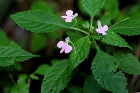 Image result for Impatiens hochstetteri