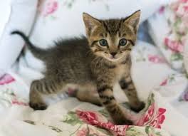 Check spelling or type a new query. Petco Kittens