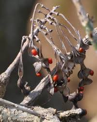 Image result for Erythrina afra
