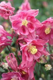 Pin On Flowers