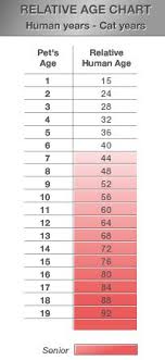 Relative Age Chart Human Years To Cat Years Cats Cat