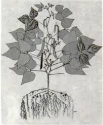 Image result for Teramnus uncinatus