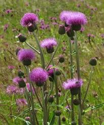 Image result for Cirsium  buchwaldii