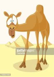 Find funny video clips and other reaction clips to use them like a gif with sound. Pin Na Doske Camels