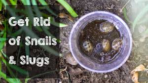 When they are full of slugs, remove them from the garden, empty them, and discard them in the recycling. Get Rid Of Snails And Slugs With This Trap Youtube
