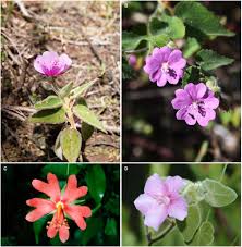 Image result for Kosteletzkya grantii