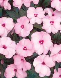 Image result for Impatiens gesneroidea