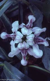 Image result for Justicia australis