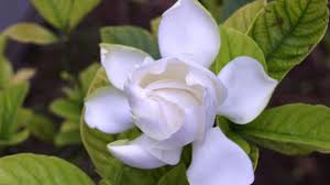 The soil should always be slightly moist, but not soggy. How To Propagate Cape Jasmine Rayagarden