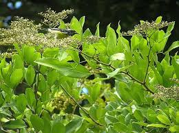 Image result for Dialium