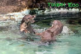 19:05 翁林梓 113 917 просмотров. å‹•ç‰©åéŒ¯è®€æŽ'è¡Œæ¦œå°åŒ—å‹•ç‰©åœ' æ­äºžæ°´çºå±…é¦– å°åŒ—å¸‚å‹•ç‰©åœ' æœ¨æŸµå‹•ç‰©åœ' å¤§ç´€å…ƒ